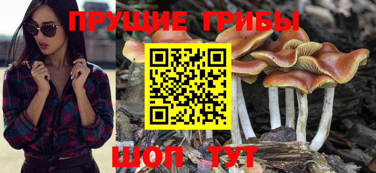 Псилоцибиновые грибы Psilocybe  Вход с VPN  Галлюциногенные грибы ЛСД  Кизилюрт 